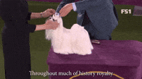 The Breed Of Refinement