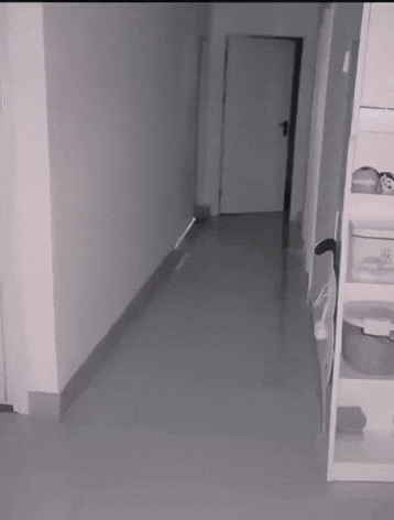 cuteanimalland giphyupload GIF