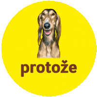 Saluki Sticker by Super zoo