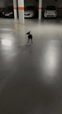 xavialmirall giphygifmaker giphygifmakermobile GIF