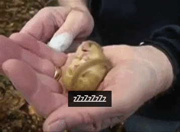 sound snoring GIF
