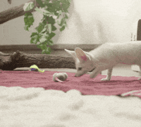 happy safari park GIF by San Diego Zoo