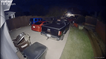 When Raccoons Attack