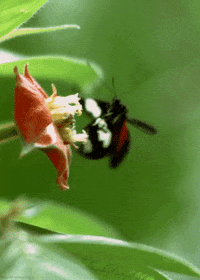 secrets of our living planet butterfly GIF by Head Like an Orange