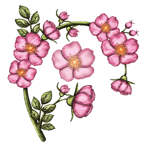 tigirlilygold giphyupload flowers pretty rose Sticker