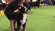 dog show GIF by Westminster Kennel Club