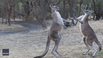 Kangaroos Go Head-to-Head Outside Victoria Home