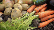 broxbourneboy fruit vegetables veggies potatoes GIF