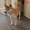 Cats Dogs GIF by BuzzFeed