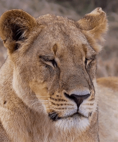 Lion Wildlife GIF