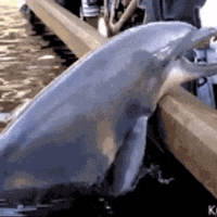 Dolphin GIF