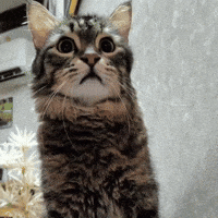 Sudden Fear Jump Scare GIF