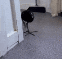 Charcoal Steppa GIF