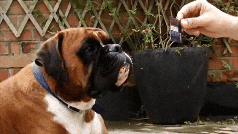 News MEI - Edição 25 - GIF de cachorro olhando confuso para a tela