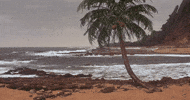 Cabin Boy Hawaii GIF
