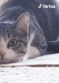 Chat Jemenfou GIF by TikTok France