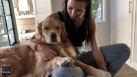 It's a Dog's Life: Golden Retriever Politely Demands More Pets