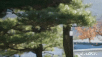 Appearance Reverse GIF