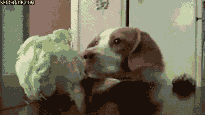 dog helmet GIF by Cheezburger