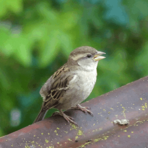 sauce_sauvage giphyupload GIF