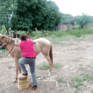 horse fail GIF