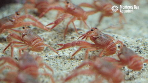 red crab goodbye GIF by Monterey Bay Aquarium