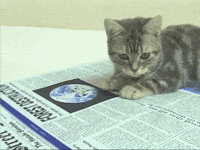 cat reading GIF