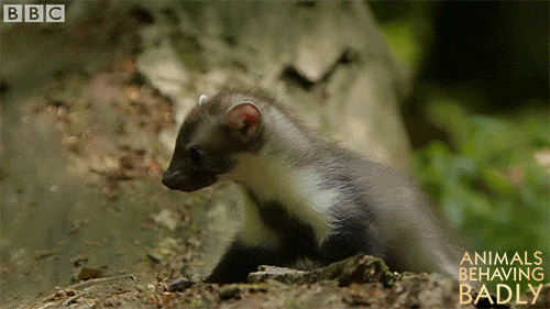 confused stone marten GIF by BBC