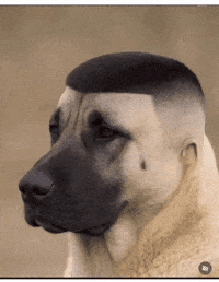 Dog GIF
