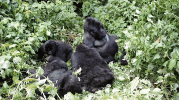 MarketingYellowZebra adventure travel yellow zebra safaris yellow zebra safari africa GIF