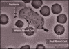 biology bacteria GIF