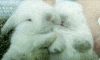 Bunny GIF