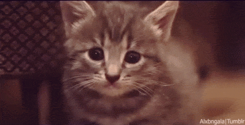 cat eating GIF