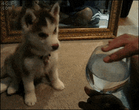 confused puppy GIF