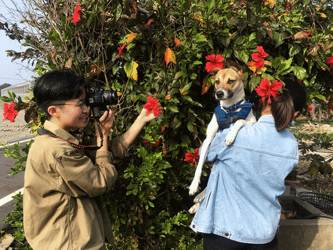 susanqqq giphyupload dog photography GIF