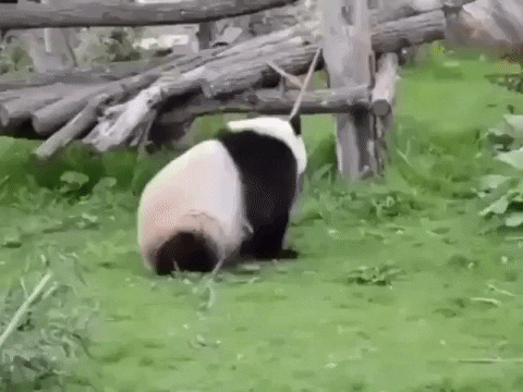 johnnyfranklind2bd giphyupload GIF