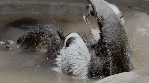 bath anteater GIF by San Diego Zoo