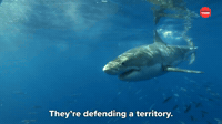 They're Defending A Territory 