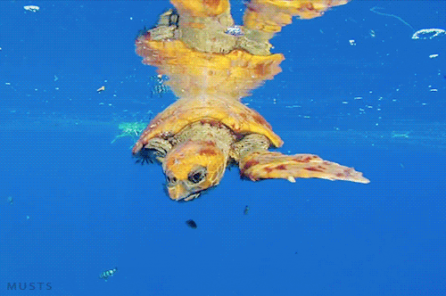 must sea turtle GIF