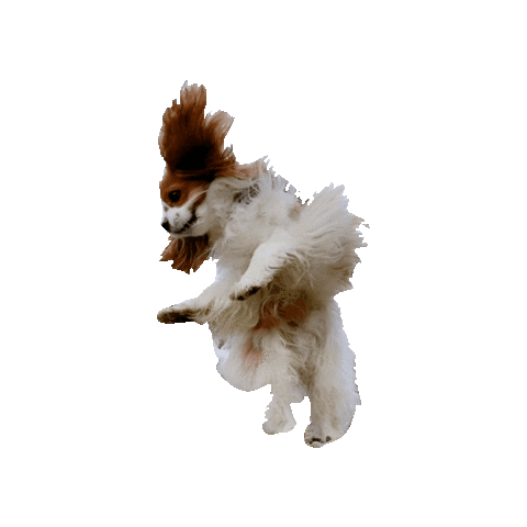 Dogs Sticker