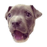 Puppy Pitbull Sticker by imoji
