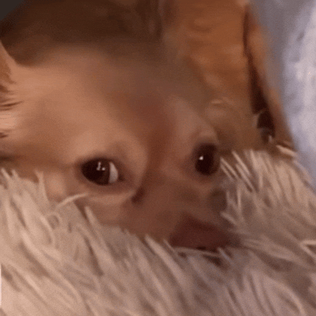 Cute Girl Dog GIF
