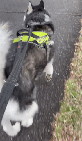 Owner Takes Husky Out For a Walk
