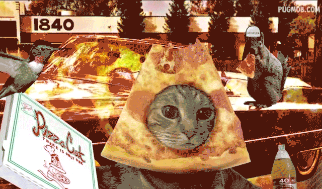 Pizza Funny Cat GIF by the pizzacat