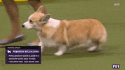Dogs GIF by Westminster Kennel Club