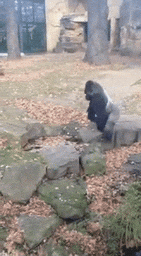 gorillas GIF