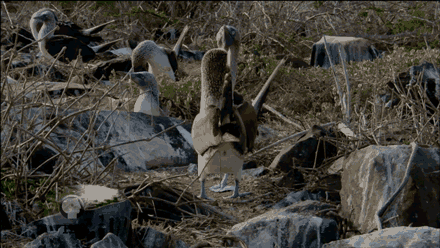 Pbs Nature Wings GIF by Nature on PBS