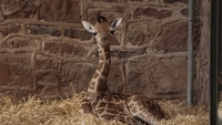 Chester Zoo's New Baby Giraffe Makes an Entrance With First 'Outdoor Zoomies'