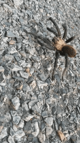 tarantula GIF