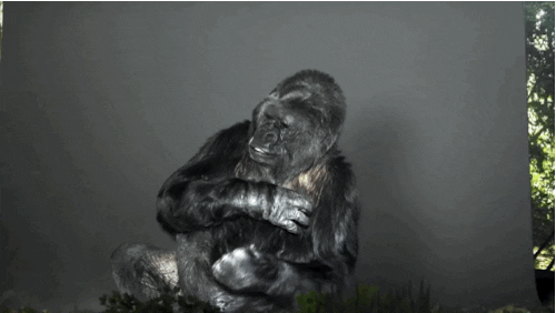 gorilla GIF